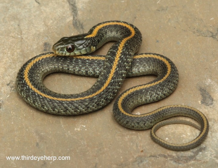 Santa Cruz Garter Snake